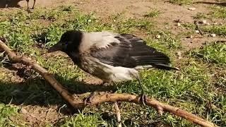 Вороненок понял, что станет звездой YT / Fledgling crow figured that he would become a YT star