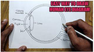 How to draw human eye diagram