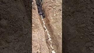 Ginger Cultivation Techniques  Planting Method  Number 2 #satisfying #short