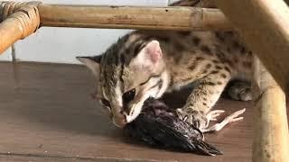 LIVE FEEDING ! Asian Leopard Cat