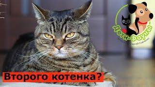 Стоит ли заводить второго котенка?