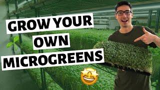 How To Grow Microgreens Indoors (SEED to HARVEST)