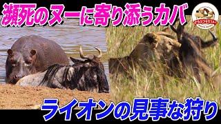 【ヌーの大移動】瀕死のヌーに寄り添うカバの想いとは…？ライオン母の見事な狩りも！3,000キロもの旅は命懸けの壮絶なドラマ【どうぶつ奇想天外／WAKUWAKU】