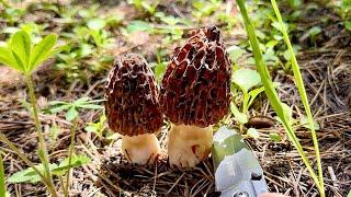 Still Plump and Fresh - Late Season Morel on Mt. Hood at 4200 Ft