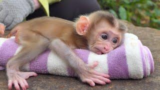 New abandoned baby monkey need mom KT warm care and pay attention