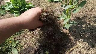 Mulčování travou. (Mulching with grass.)