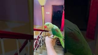 Hand tamed parrot / how to give parrot hand training!!#birdlovers #parrottraining #tamed