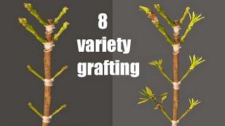 8 Multiple Variety Grafting On One Mango Tree