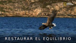 Restaurando la naturaleza | Eco Eye soluciones sustentables