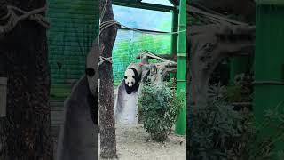 Adorable Panda Moments in a Chinese Zoo  #travelchina  #animalshorts #shorts #cuteanimals