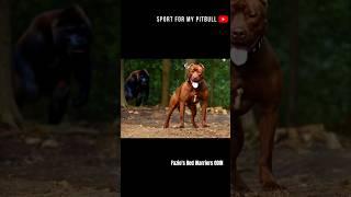 Gorilla tries to attack pitbull Odin ? #pitbull #dogs #chien #wildlife