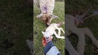 Lambing with Tracy Huxtable @ Devonairs Kelpies.