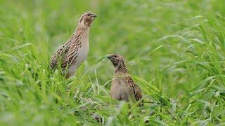 common Quail | APNA saraiky channel 1 #birds