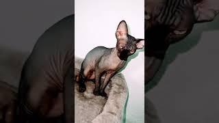 Лысая кошка сфинкс Skinny sphynx cat cute