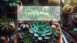 Succulent Collection for Beginners 2025/ Home decoration /Low Maintenance #succulents #2025 #ideas