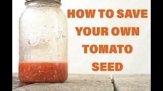 How to Save Your Own Tomato Seed