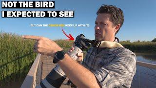 Bird Photography At Bosque del Apache: One hour. One target bird.  (Canon R5II)