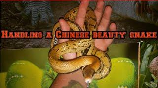 Handling my Chinese beauty snake female!!