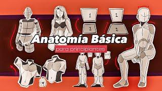 Anatomía Básica para principiantes - GUÍA COMPLETA! + Tips de la figura humana 