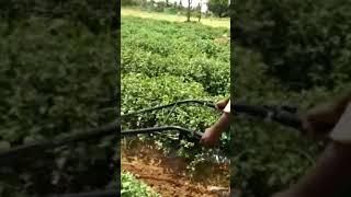 working of VST power weeder on field