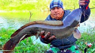 Umpan terBAIK mancing ikan lele Liar super BESAR