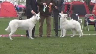 White German Shepherd vs White Swiss Shepherd - Difference Explained.mp4