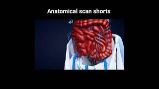 Anatomical scan shorts #shorts #anatomy #medicalscience