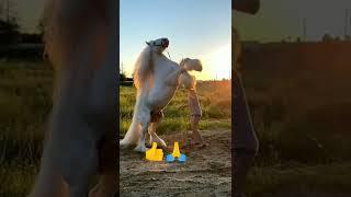 beautiful horse video ,#shorts , #vazirtech