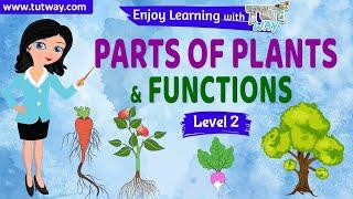 Parts of Plants & Functions | Root system, Shoot system | Plant root & stem types