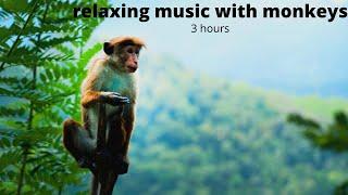 Relaxing sleep music with monkeys