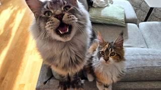 Cats Chirping - Like Father Like Daughter!