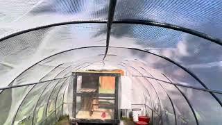 1 year review - cheapest greenhouse on Amazon (Yitahome)