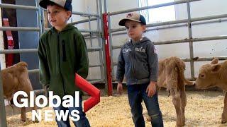 Extremely rare triplet calves born on southern Alberta farm