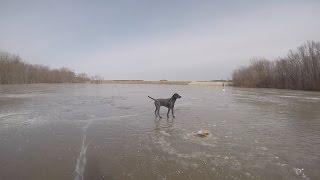 Sweet Lab/GSP Stud