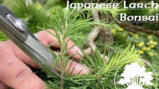 Japanese Larch Summer Prune - Greenwood Bonsai