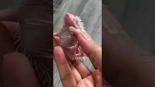 Baby so big #cute #hedgehoglife #animalpictures #hedgehog #cuteanimals