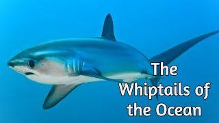 Thresher sharks - The Whiptails of The Ocean