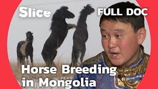 Nomadic Legacy: Saï, the Horse Breeder of the Chinese Mongolian Steppes | SLICE