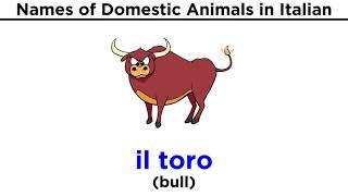 Italian Vocabulary: Domestic Animals