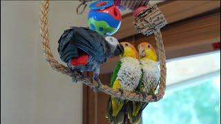 Apollo Begs for Preening