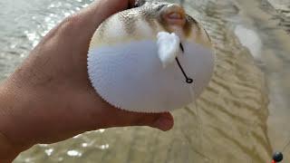 Puffer puffing in hand