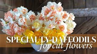 Growing Daffodils for Cut Flowers- Do They Make Sense for Your Flower Farm's Spring Season?