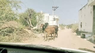 #cow Small Cow Big Bull Meeting_New Meeting Style 2023 in Rajasthan!