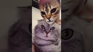 Cats react to cat filter 