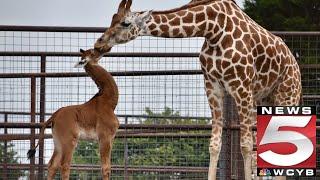 Rare spotless giraffe born at Brights Zoo name revealed