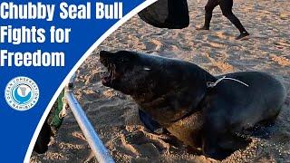 Chubby Seal Bull Fights for Freedom