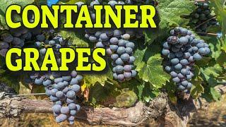GROWING GRAPES IN CONTAINERS  WHAT YOU NEED TO KNOW