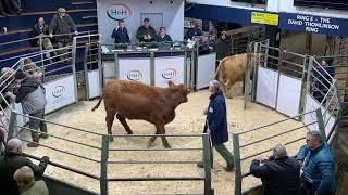 British Simmental Cattle Society NXTGEN Female Sale at Carlisle on Friday 6th December’24