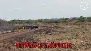 Top moment of biggest rage Bull kudu against lion