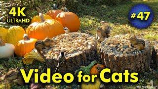 4K TV For Cats | Fall Chipmunks and Chickadees | Bird and Squirrel Watching | Video 47